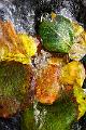 feuilles mortes sous la glace